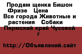 Продам щенка Бишон Фризе › Цена ­ 30 000 - Все города Животные и растения » Собаки   . Пермский край,Чусовой г.